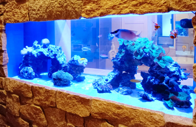 個人宅様の120cm埋め込みサンゴ水槽をメンテナンス!美しい水流と透明感を維持 水槽画像2