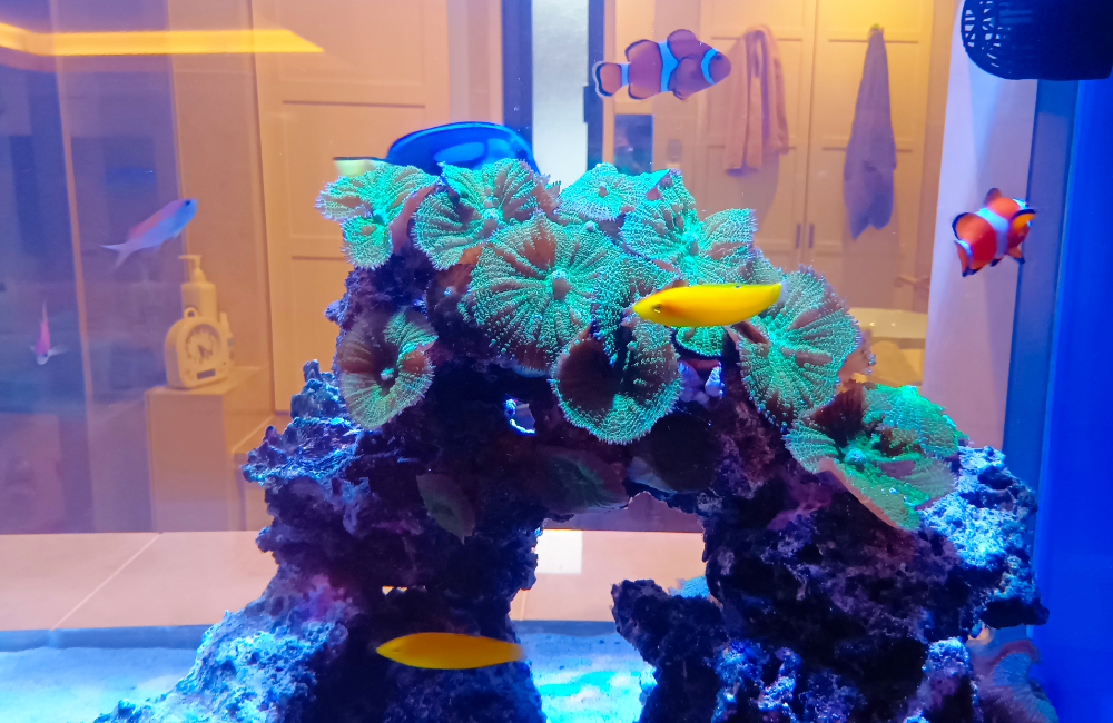 サンゴと熱帯魚が泳ぐ海水魚水槽