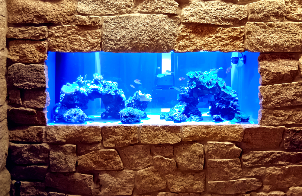 石積みの壁に囲まれた青い海水魚水槽