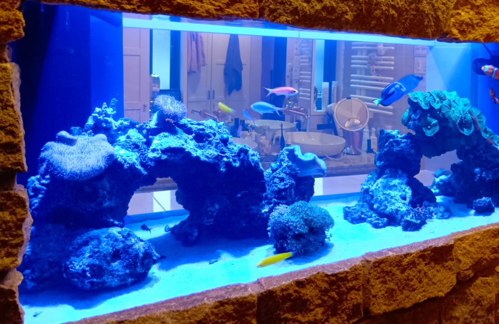 青く照らされた水槽に色とりどりの魚と岩のオブジェ