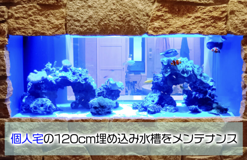 個人宅様の120cm埋め込みサンゴ水槽をメンテナンス!美しい水流と透明感を維持 水槽画像1