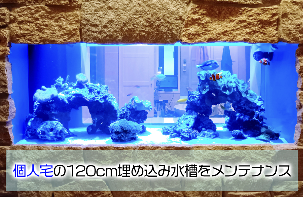 個人宅の120cm埋め込み水槽メンテナンスの見出し画像