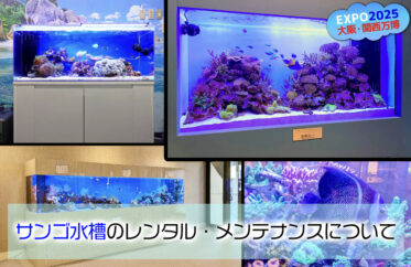 海の美しさを観賞！サンゴ水槽をレンタルしよう！インテリアとしてもおすすめ