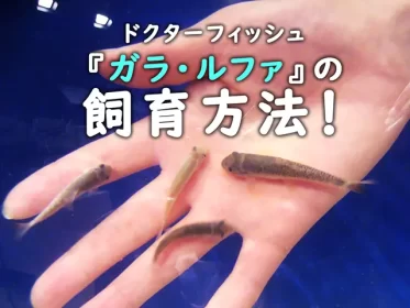 ドクターフィッシュを飼ってみよう！ガラルファの飼育方法！繁殖は可能？