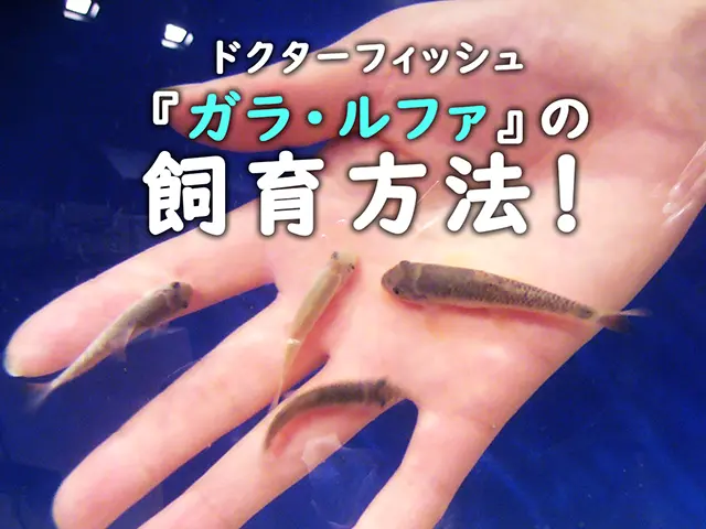 ドクターフィッシュを飼ってみよう!ガラルファの飼育方法!繁殖は可能?サムネイル