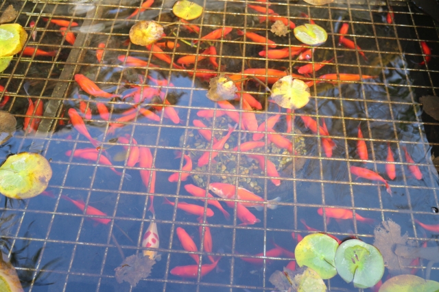網の上を泳ぐ多くの金魚と水草