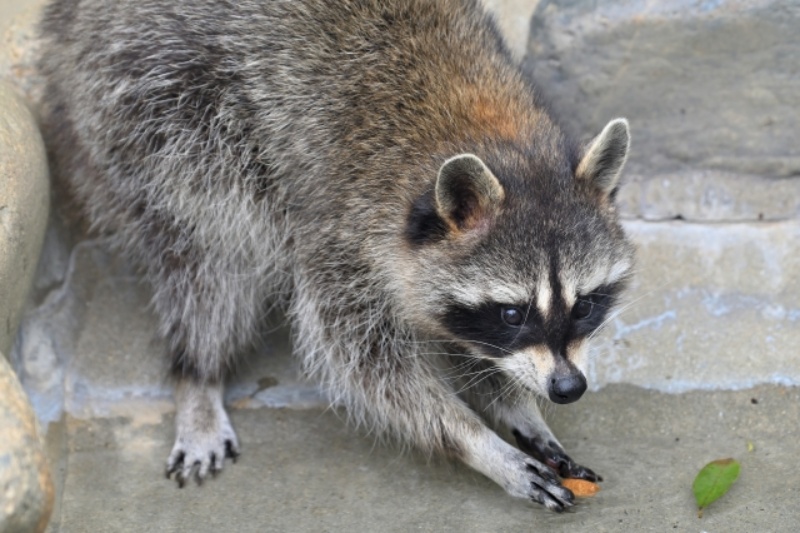 アライグマが食べ物を掴む様子