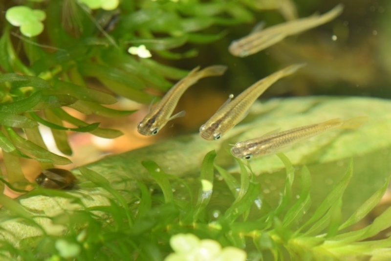 水草とメダカの群れのクローズアップ