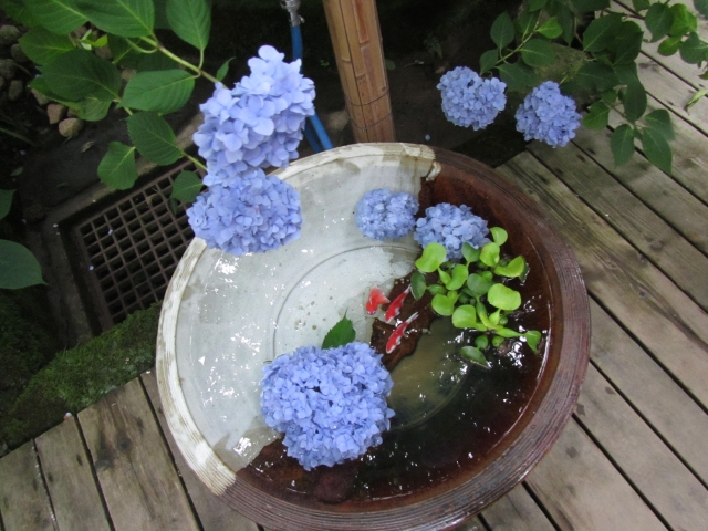 紫陽花と金魚の和風水鉢の眺め