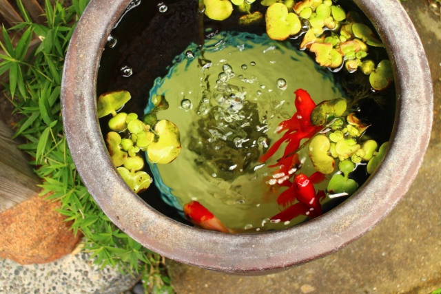 陶器の水鉢に泳ぐ金魚と浮草