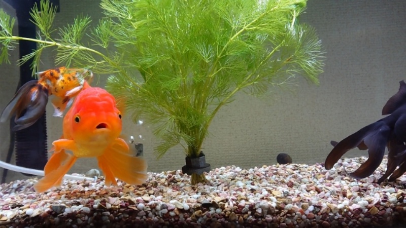 オレンジ色の金魚と水草の水中景観