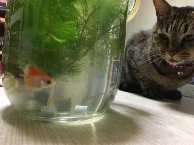 金魚と水草が入った水槽と猫