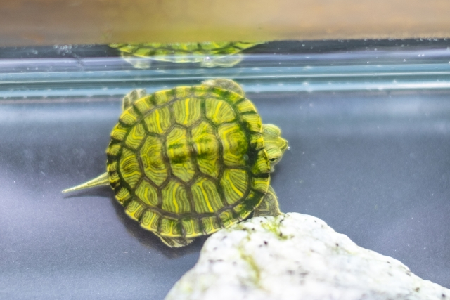 甲羅に黄色い線が入った子亀の姿