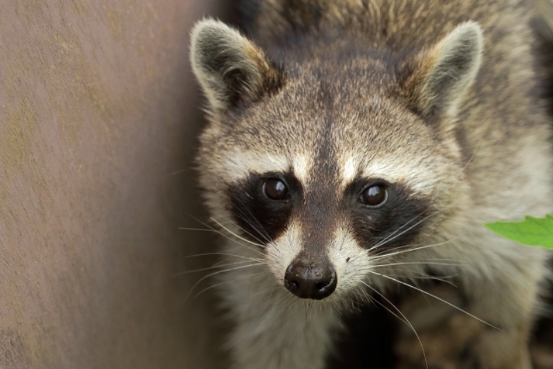 アライグマの顔と特徴的な黒い模様