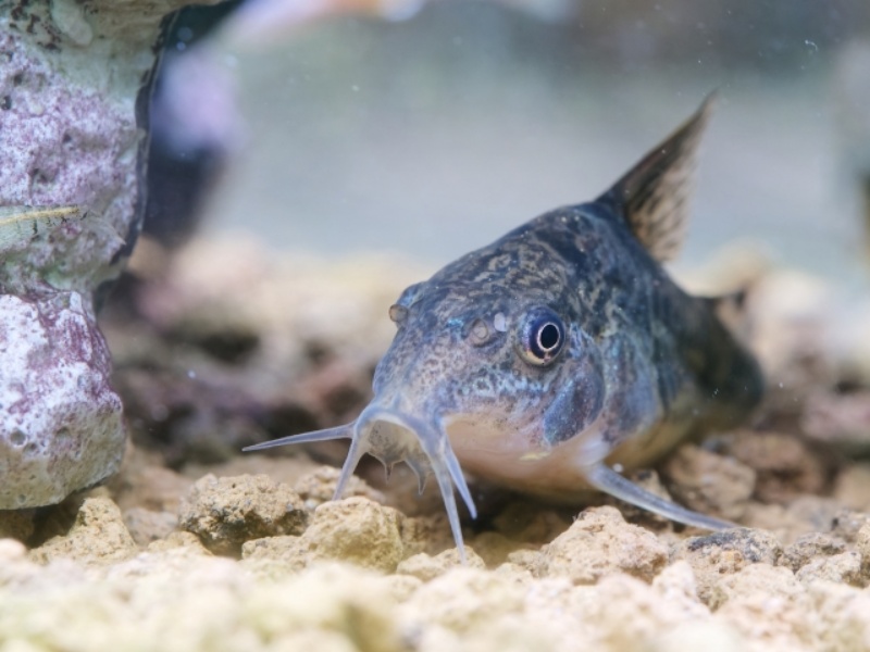 コリドラス類の魚が水槽の底砂にいる様子