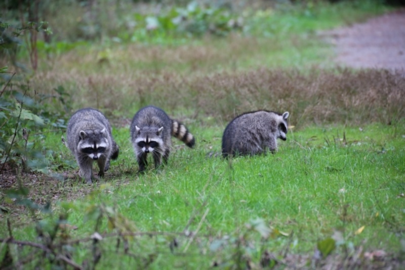 草むらに佇むアライグマの群れ