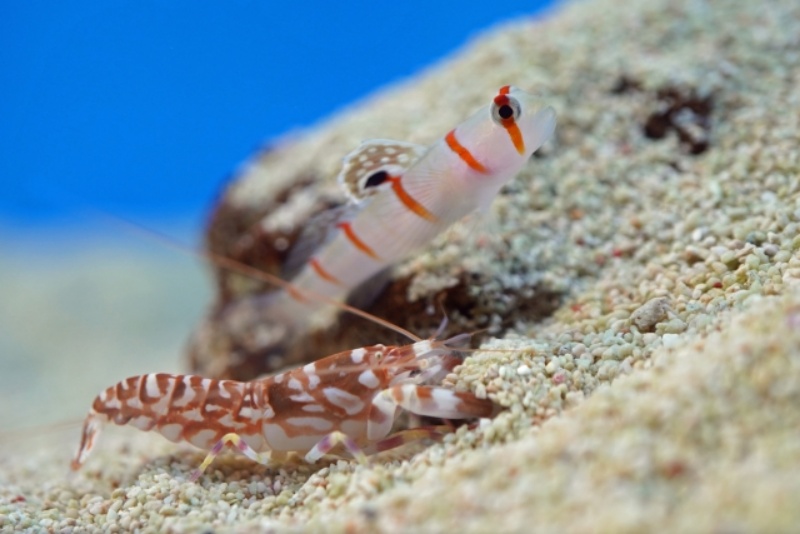 白地に赤縞模様のハゼとエビの共生