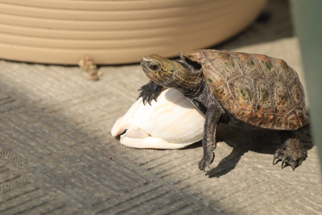 甲羅に緑の模様があるカメの姿