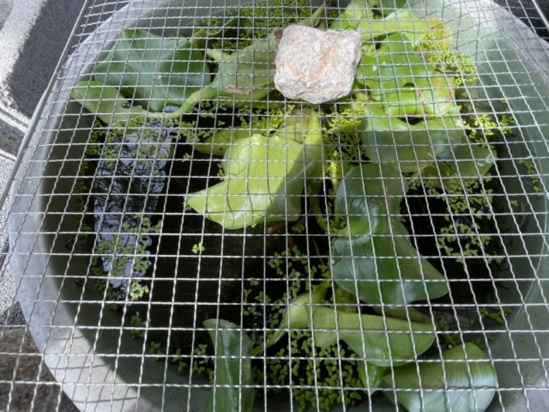 網で覆われた水生植物と石の容器