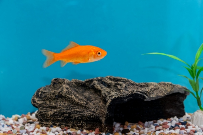 青い背景に泳ぐ金魚と流木