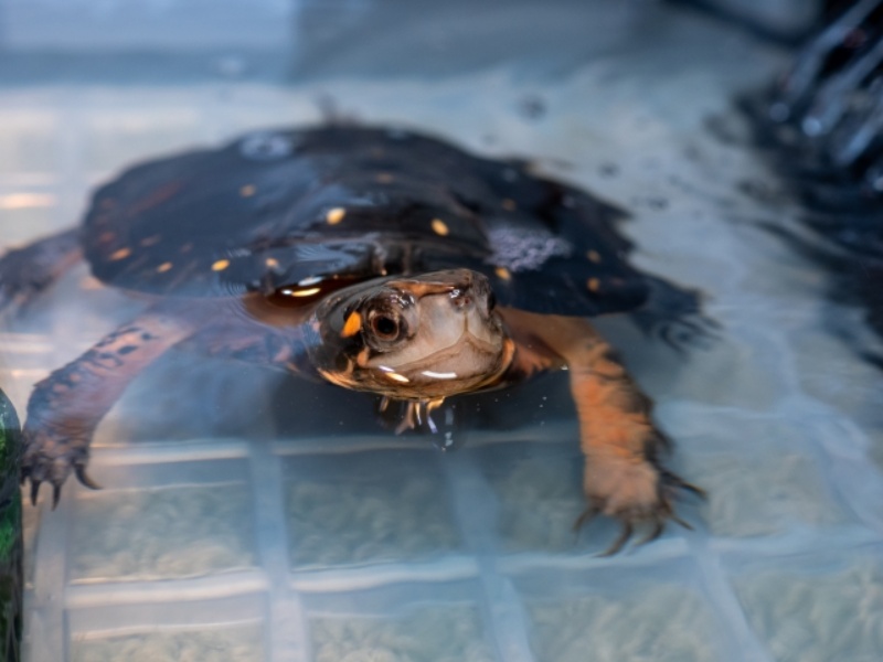 水面に浮かぶ黄色い斑点のあるカメ