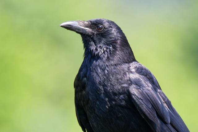 黒い羽毛のカラスの顔と胸のクローズアップ