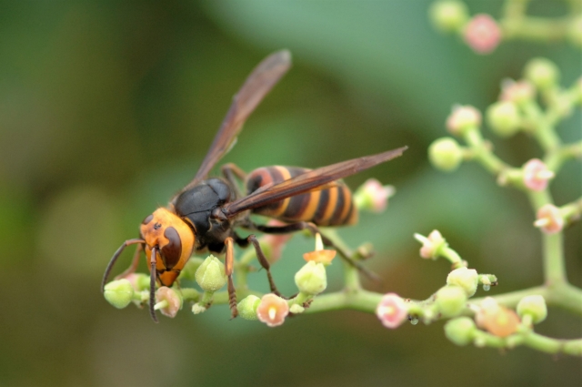 オオスズメバチが植物の蕾に止まる様子