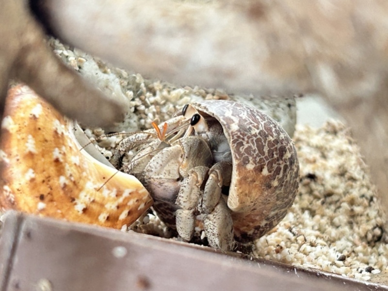 ヤドカリが貝殻に隠れている様子