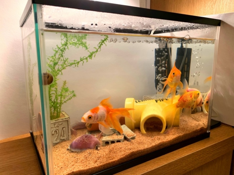 金魚が泳ぐ水槽と水中パイプのオブジェ
