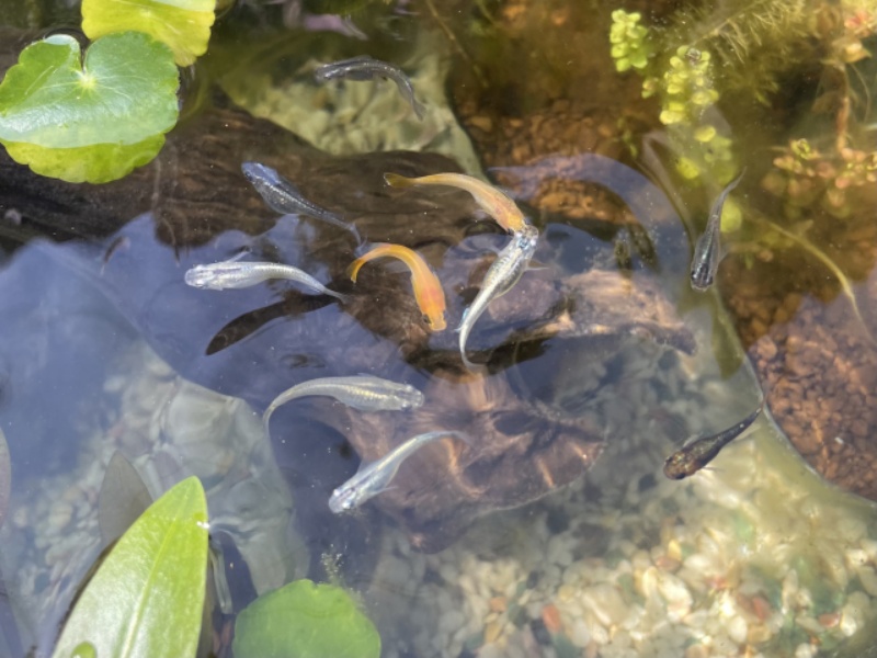 水面で泳ぐメダカと水草の群れ