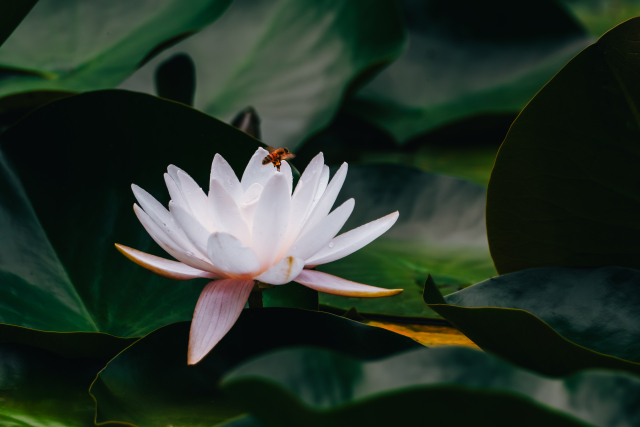 蜂が止まる白い睡蓮の花と葉