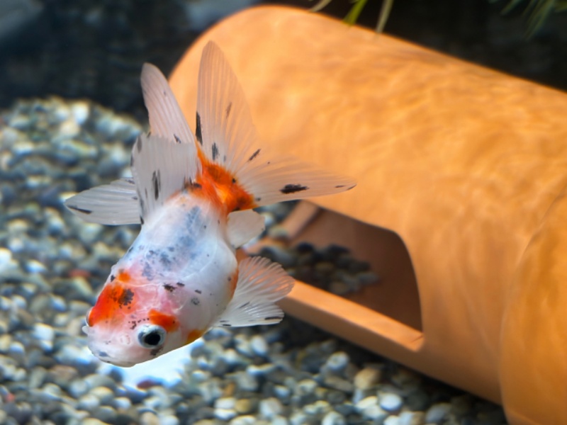 オレンジと白のまだら模様の金魚