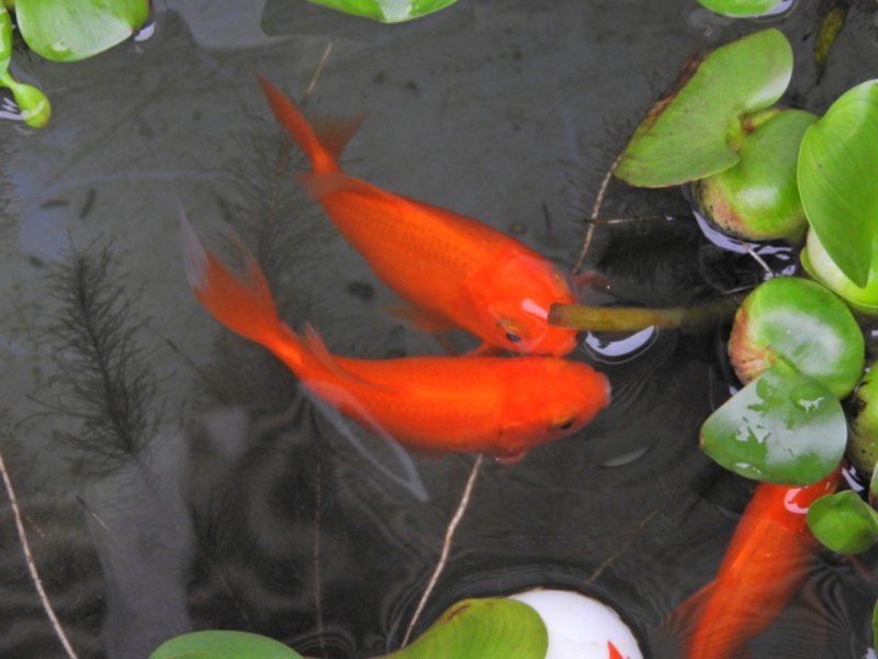 水面で泳ぐ数匹の金魚と水草