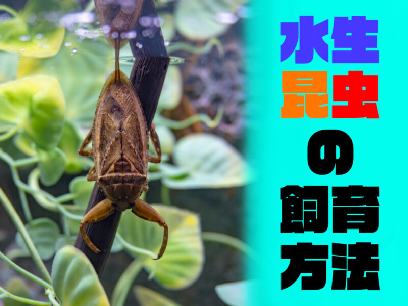 水生昆虫の飼育方法！タガメ・ゲンゴロウ・ミズカマキリなど8種類を紹介サムネイル