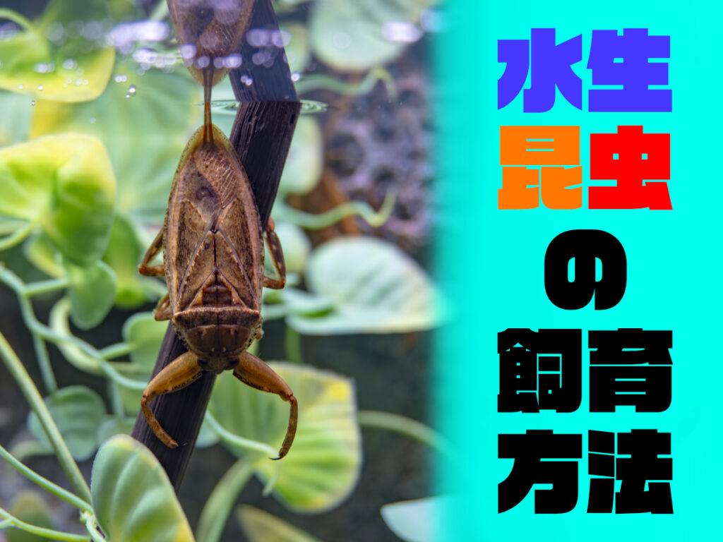 水生昆虫の飼育方法!タガメ・ゲンゴロウ・ミズカマキリなど8種類を紹介のサムネイル画像