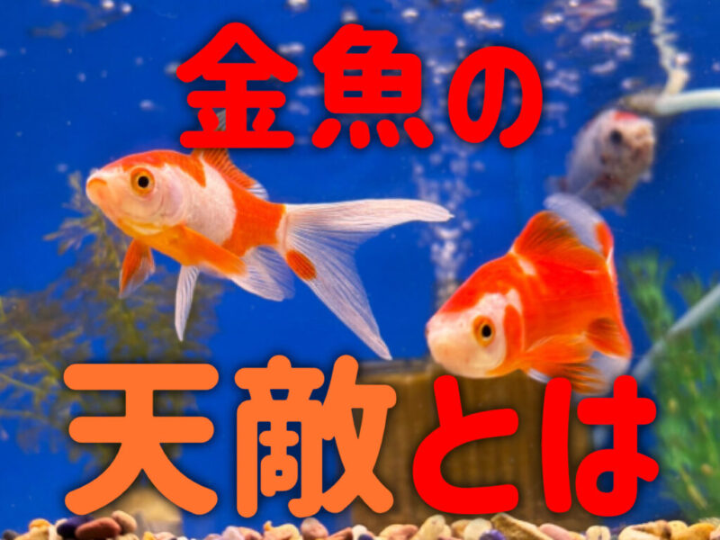 金魚の天敵とは！空・陸・水中の外敵と屋外・室内飼育の落とし穴を解説サムネイル