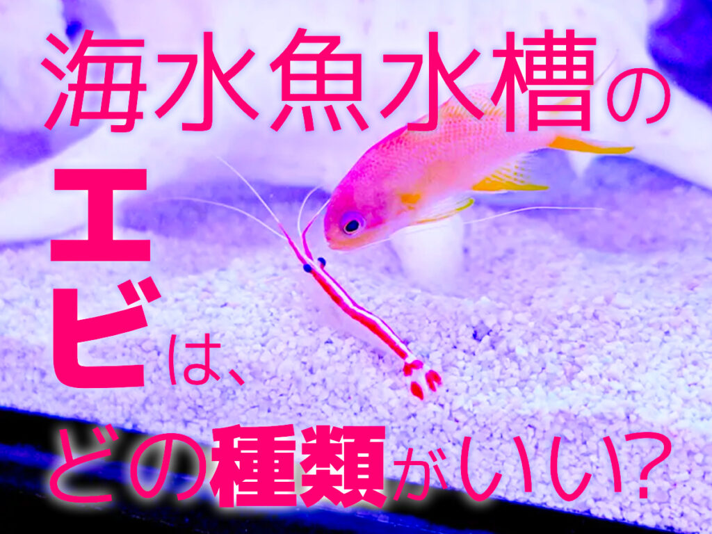 海水水槽のエビはどの種類が良い？おすすめ海水エビ7選と導入ポイントのサムネイル画像