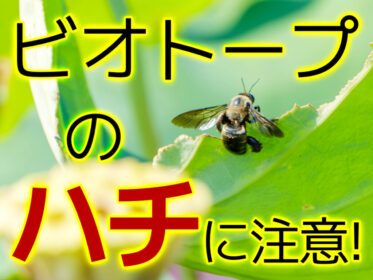 ビオトープの蜂に注意！ハチを見かけた場合の対処法や駆除について解説