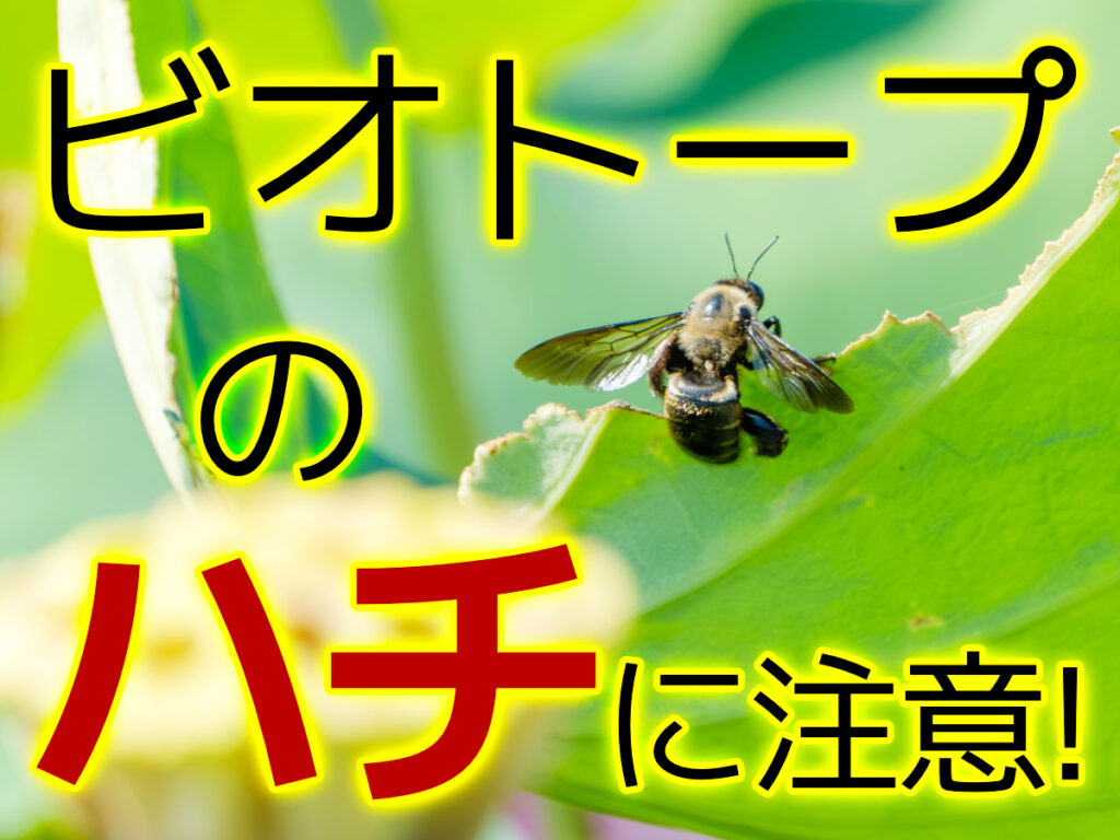 ビオトープの蜂に注意!ハチを見かけた場合の対処法や駆除について解説のサムネイル画像