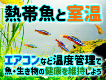 熱帯魚と室温！エアコンなど温度管理で魚・生き物の健康を維持しよう