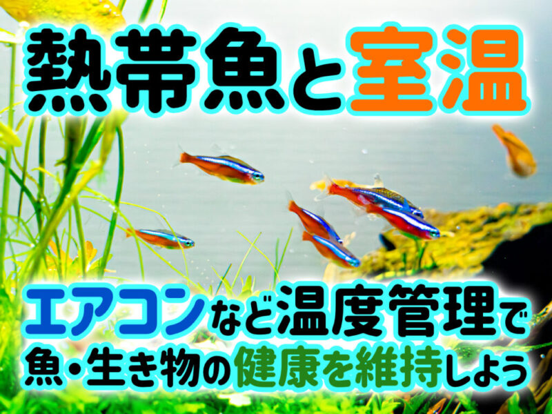 熱帯魚と室温！エアコンなど温度管理で魚・生き物の健康を維持しようサムネイル