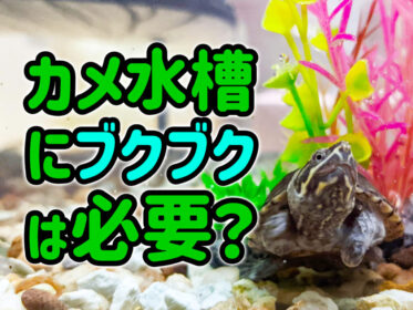 カメ水槽にブクブクは必要？ベテラン飼育者が教える理由と夏のニオイ対策