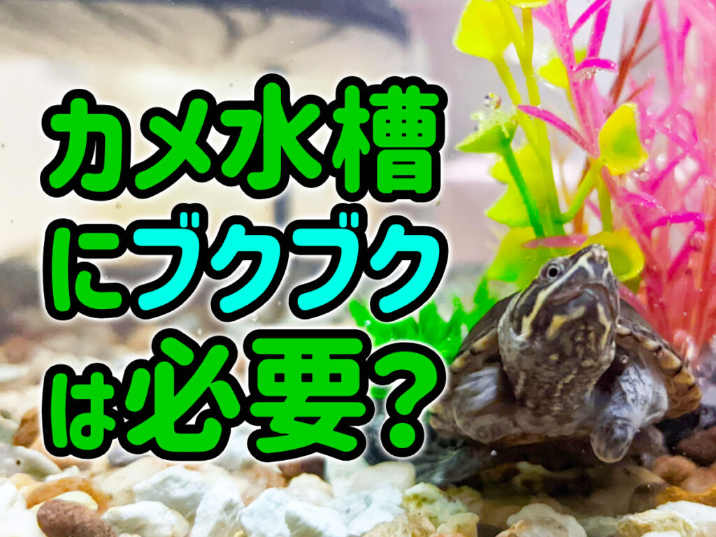 カメ水槽にブクブクは必要？ベテラン飼育者が教える理由と夏のニオイ対策のサムネイル画像