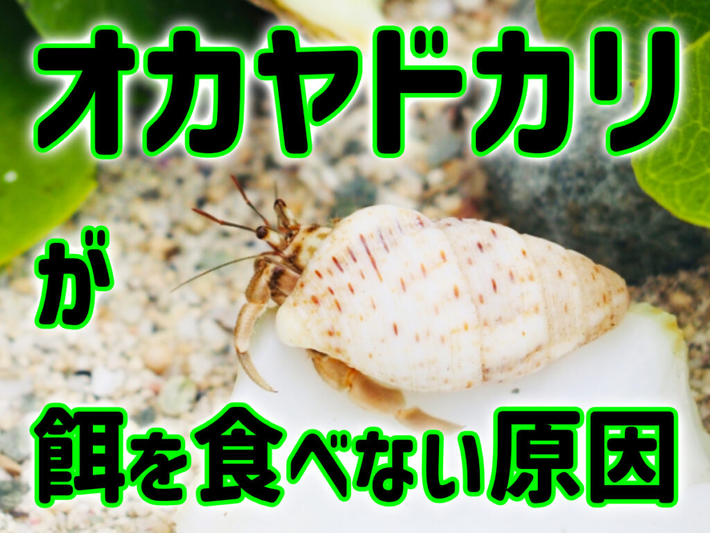 オカヤドカリが餌を食べない！原因と対処法、食いつきが良いおすすめの餌を紹介のサムネイル画像