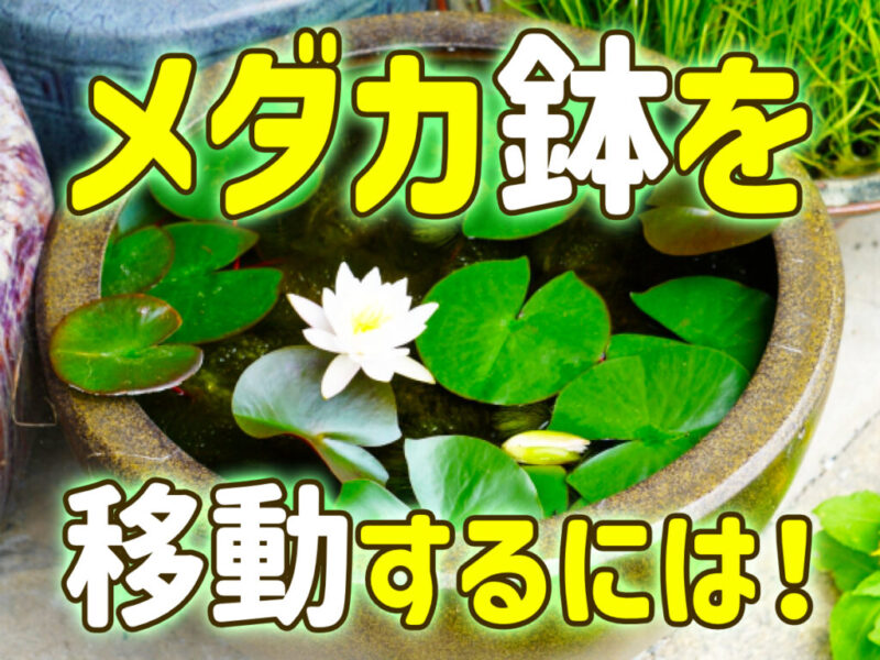 メダカ鉢を移動したい！引越しや高温対策で飼育容器を移動させる方法サムネイル
