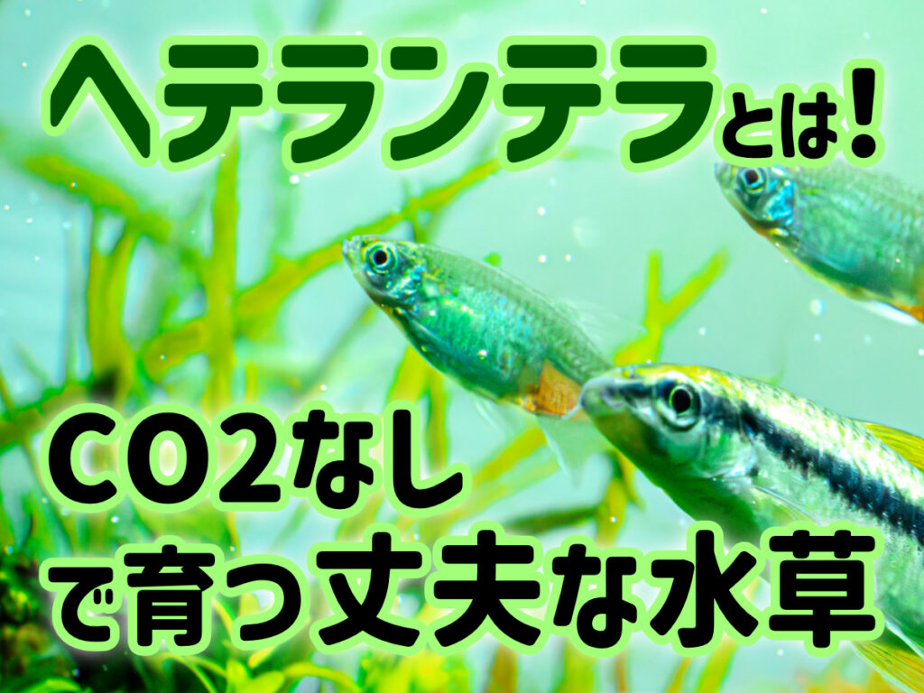 ヘテランテラとは!CO2なしで育つ!魅力や前景・中景・後景の育成方法のサムネイル画像