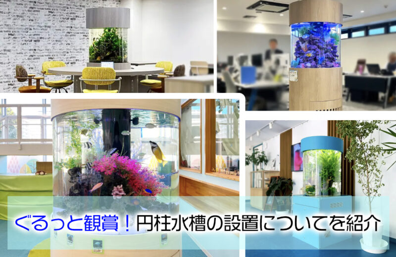 ぐるっと観賞できる！円柱水槽の設置やオーダーメイドについて！事例を紹介サムネイル