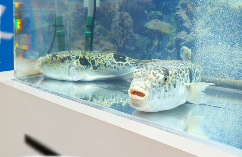 東京ビッグサイトのイベントブースにフグ展示用いけす水槽を短期レンタル! 水槽画像3