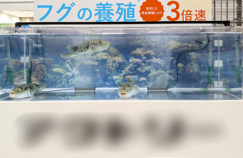 東京ビッグサイトのイベントブースにフグ展示用いけす水槽を短期レンタル! 水槽画像2