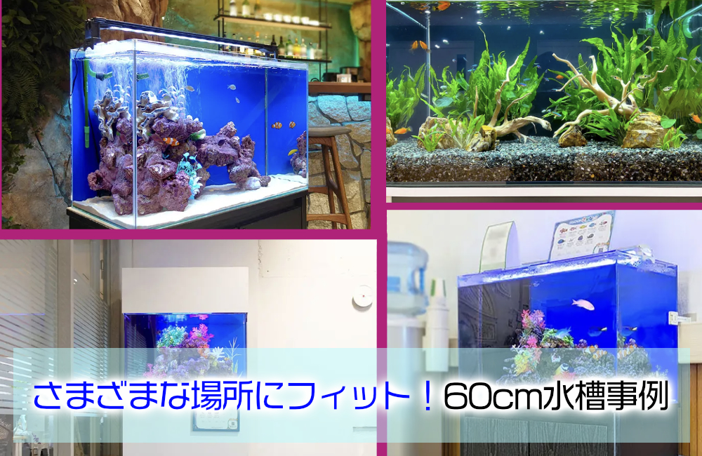様々な場所にフィットする60cm水槽事例